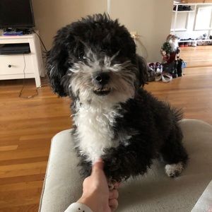 Meet your Posher, Simone